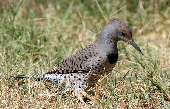Northern Flicker (Colaptes auratus) female