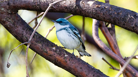 Cerulean Warbler (Dendroica cerulea)