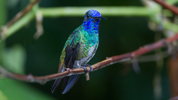 Golden-tailed Sapphire (Chrysuronia oenone)