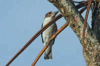 Black-crowned Tityra (Tityra inquisitor) female