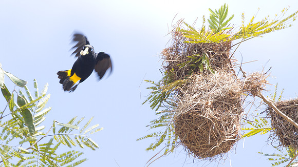 Yellow-rumped Cacique (Cacicus cela)