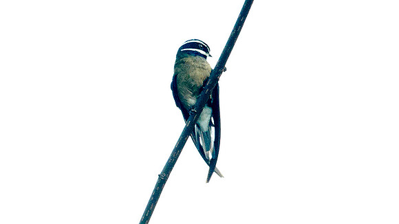Whiskered Treeswift (Hemiprocne comata)
