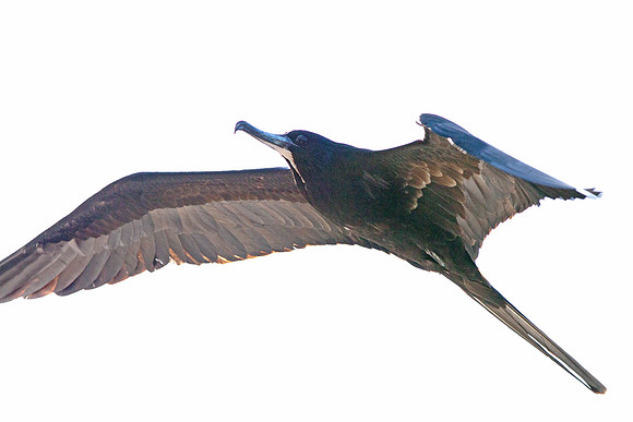Magnificent Frigatebird (Fregata magnificens) Male