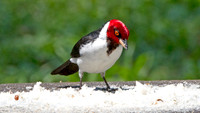 Red-capped Cardinal (Paroaria gularis)