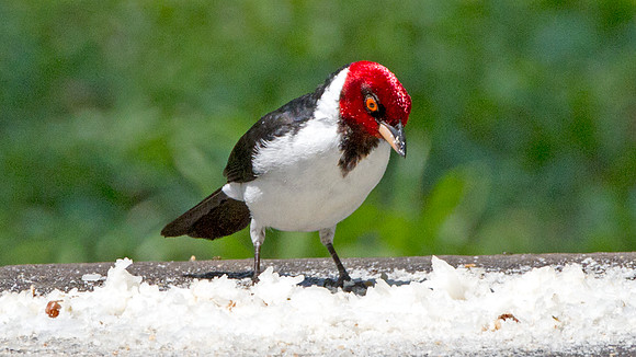 Red-capped Cardinal (Paroaria gularis)