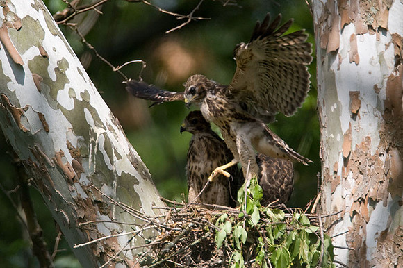 Red-shouldered Hawk (Buteo lineatus) juvenile