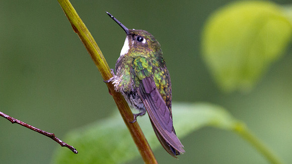Tourmaline Sunangel (Heliangelus exortis)