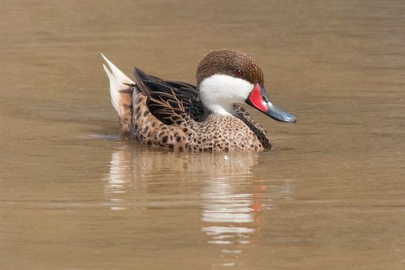 White-cheeked Pintail (Anas bahamensis)