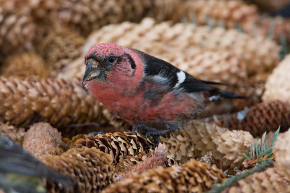 Two-barred Crossbill (Loxia leucoptera) also known as White-winged Crossbill