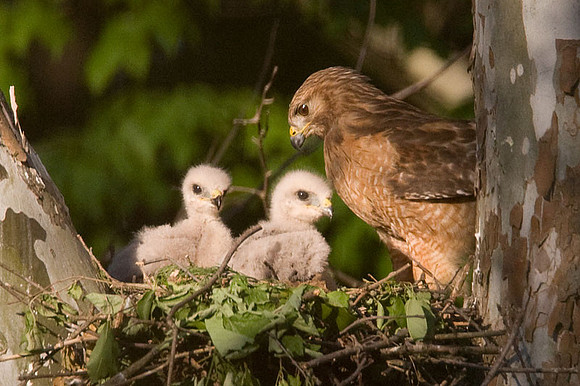 Red-shouldered Hawk (Buteo lineatus) adult and chicks