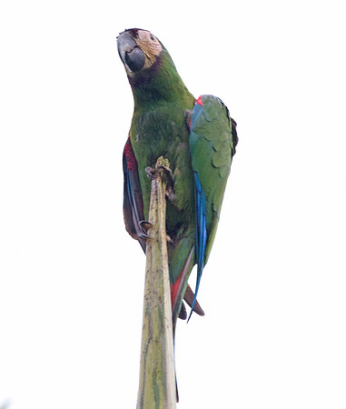 Chestnut-fronted Macaw (Ara severus)