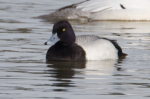 Lesser Scaup (Aythya affinis) male