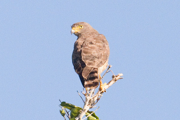 Roadside Hawk (Buteo magnirostris)