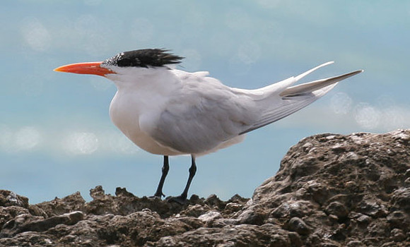 Royal Tern (Thalasseus maximus)