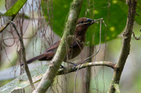 Blue-black Grosbeak (Cyanocompsa cyanoides) female