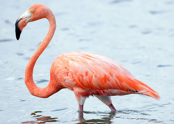 American Flamingo (Phoenicopterus ruber)