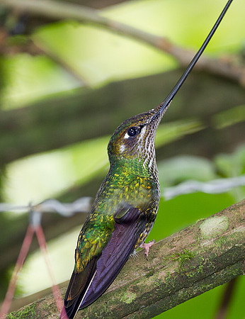 Sword-billed Hummingbird (Ensifera ensifera)