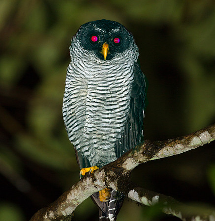 Black-and-white Owl (Strix nigrolineata)
