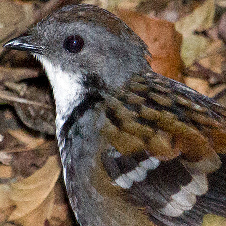 Australian logrunner (Orthonyx temminckii) Male