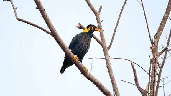 Hill Myna (Gracula religiosa)