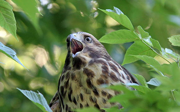 Cooper's Hawk (Accipiter cooperii) juvenile