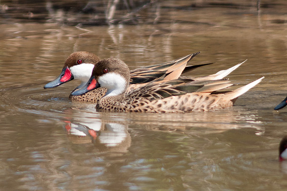 White-cheeked Pintail (Anas bahamensis)
