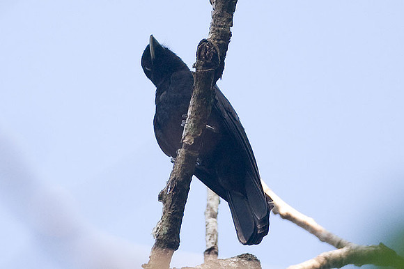 Purple-throated Fruitcrow (Querula purpurata)