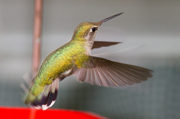 Anna's Hummingbird (Calypte anna)