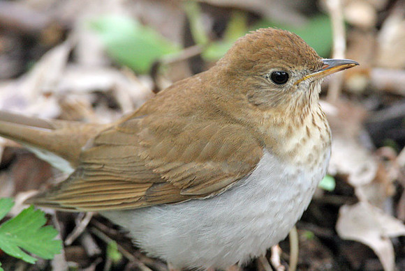 Veery (Catharus fuscescens)