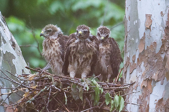 Red-shouldered Hawk (Buteo lineatus) juvenile