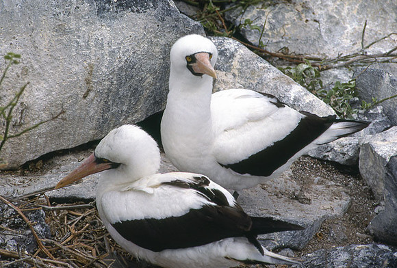 Nazca Booby (Sula granti)