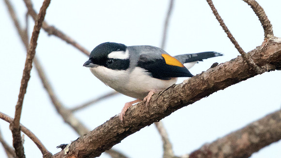Blyth's shrike-babbler (Pteruthius aeralatus) Male