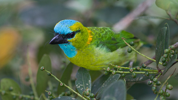 Golden-naped Barbet (Megalaima pulcherrima)