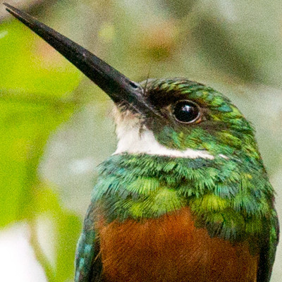 Rufous-tailed Jacamar (Galbula ruficauda)