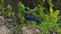 Horned Screamer (Anhima cornuta)