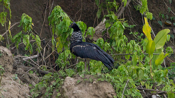 Horned Screamer (Anhima cornuta)