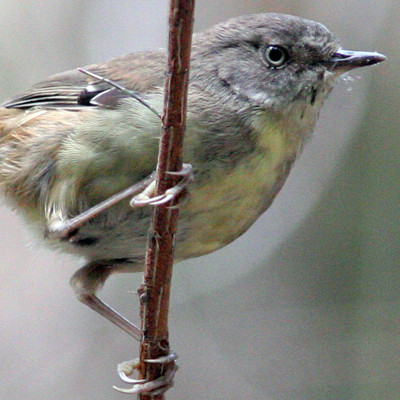 White-browed Scrubwren (Sericornis frontalis)