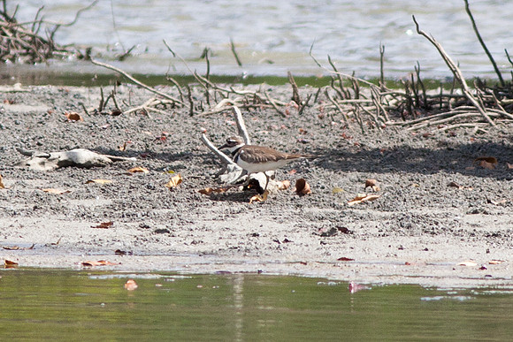 Killdeer (Charadrius vociferus)