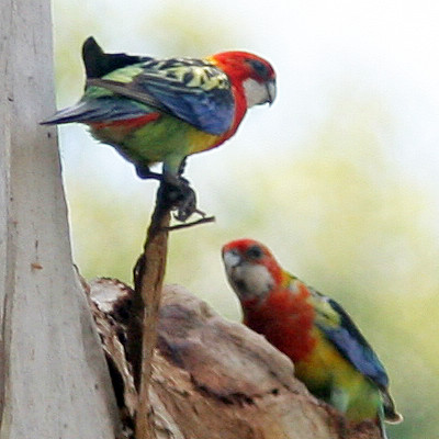 Eastern Rosella (Platycercus eximius)