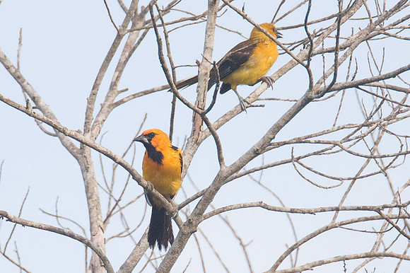 Altamira Oriole (Icterus gularis) male, Hooded Oriole (Icterus cucullatus) female