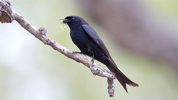 Fork-tailed Drongo (Dicrurus adsimilis)
