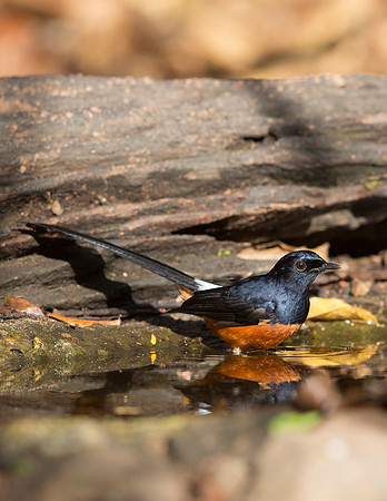 White-rumped shama (Copsychus malabaricus)