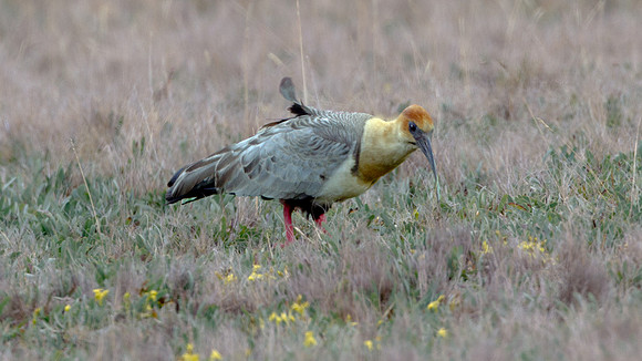 Black-faced Ibis (Theristicus melanopis)
