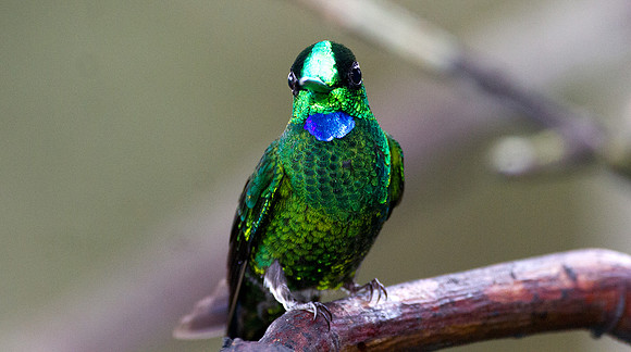 Green-crowned Brilliant (Heliodoxa jacula)