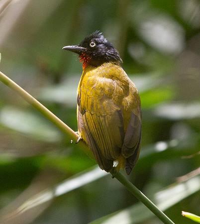 Ruby-throated bulbul (Pycnonotus dispar)