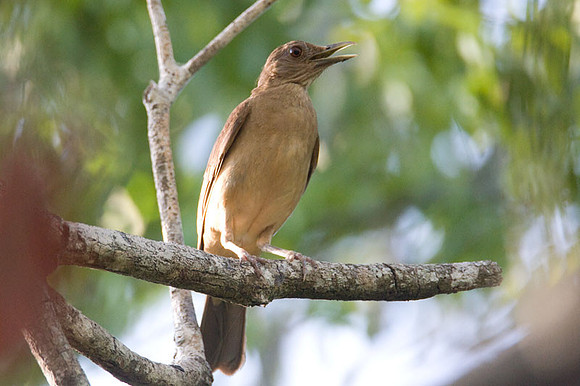 Clay-colored Thrush (Turdus grayi)