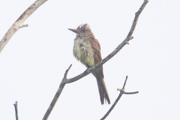 Yucatán Flycatcher (Myiarchus yucatanensis)