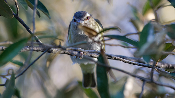 Black-whiskered Vireo (Vireo altiloquus)