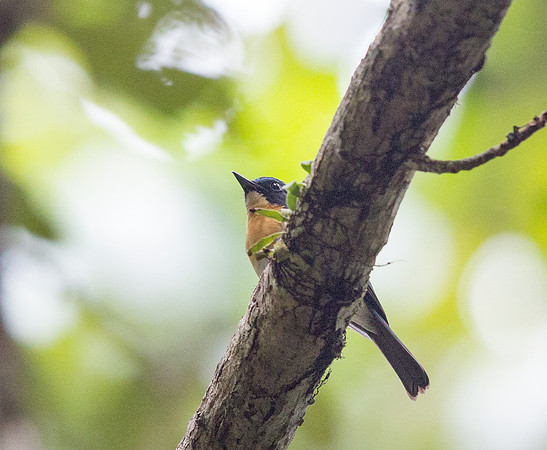 Palawan blue flycatcher (Cyornis lemprieri) Male