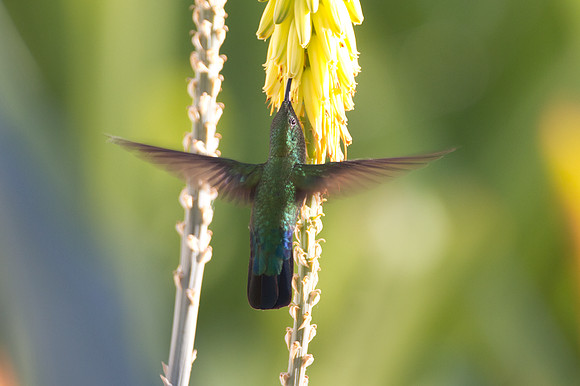 Green-throated Carib (Eulampis holosericeus)